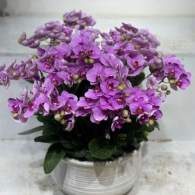 Chậu hoa Lan tím