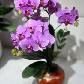 Hoa lan chưng kiểng