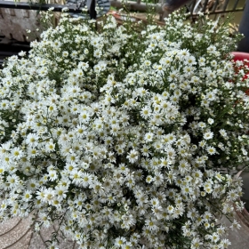 Hoa bông by Đồng Nai