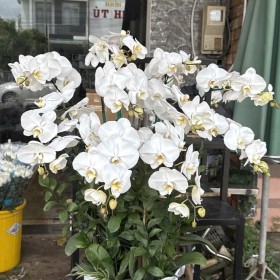 chậu Hoa lan hồ điệp Trị An