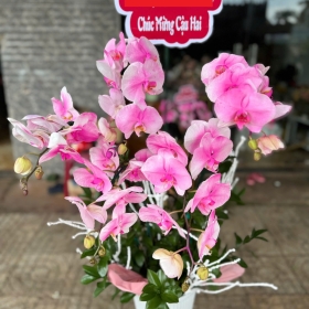 Chậu hoa lan đẹp Trị An