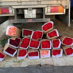 Sỉ hoa tươi các loại - hoa hồng giá rẻ dịp lễ