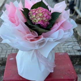 Hoa bó cẩm tú cầu hồng