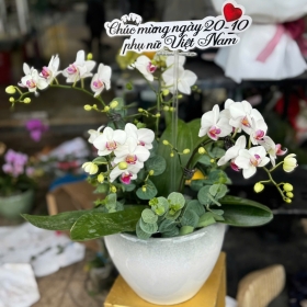 Chậu hoa Lan hồ điệp - số 01