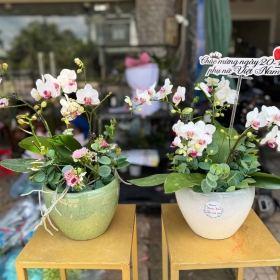 Chậu hoa Lan hồ điệp - số 02