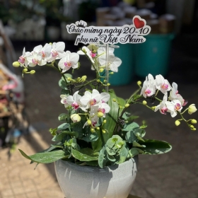 Chậu hoa Lan hồ điệp - số 03