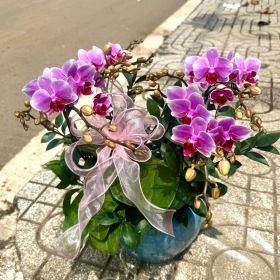 Chậu hoa Lan hồ điệp - số 04