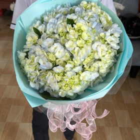 Bó hoa Cẩm Tú Cầu khổng lồ