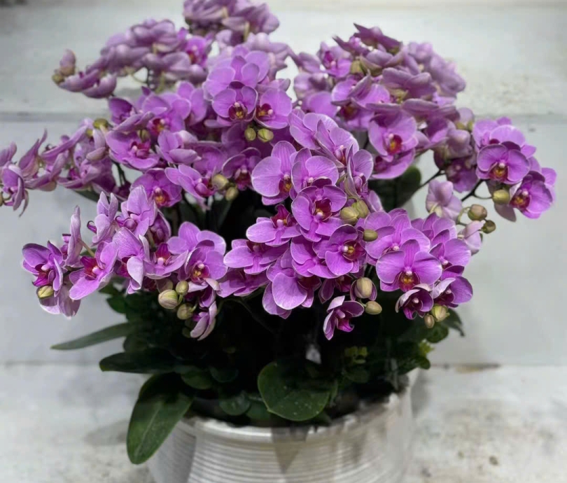 Chậu hoa Lan tím