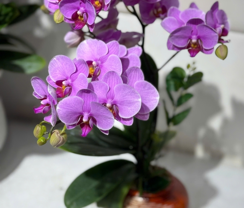 Hoa lan chưng kiểng