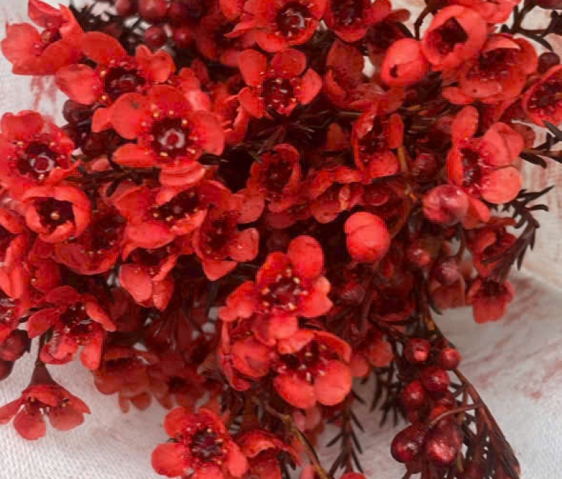 Mua hoa Đào đỏ ở Vĩnh Cửu