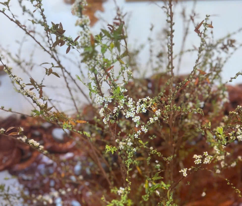 hoa Tuyết Mai Vĩnh Cửu