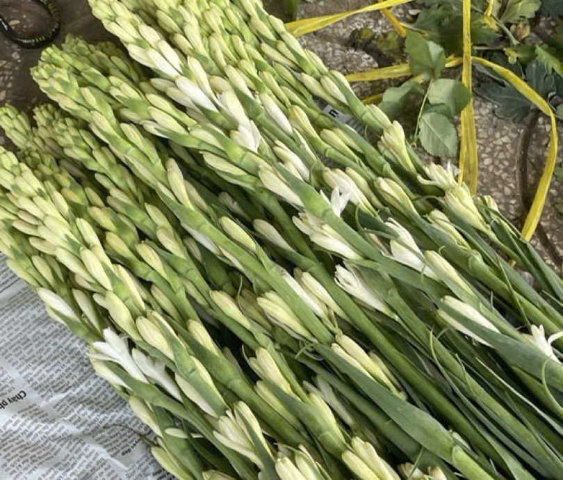 Hoa Lay ơn Vĩnh Cửu