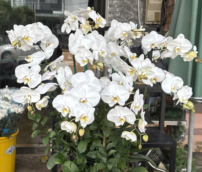 chậu Hoa lan hồ điệp Trị An