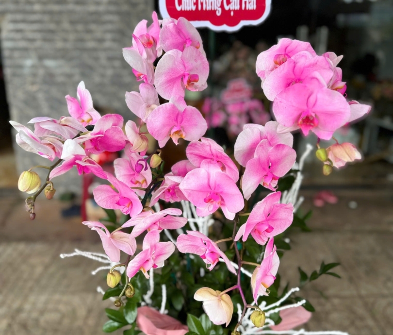 Chậu hoa lan đẹp Trị An